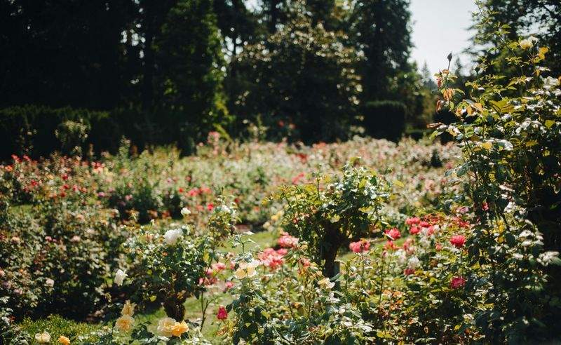 Maple Bloom Garden Co. 6